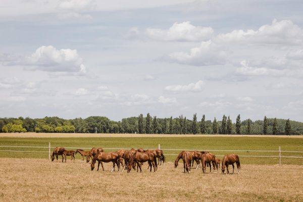 Mezohegyes_Nemzeti_Menesbirtok_20220617_Csoportvezetes_final-64.jpg Mezohegyes_Nemzeti_Menesbirtok_20220617_Csoportvezetes_final-64.jpg