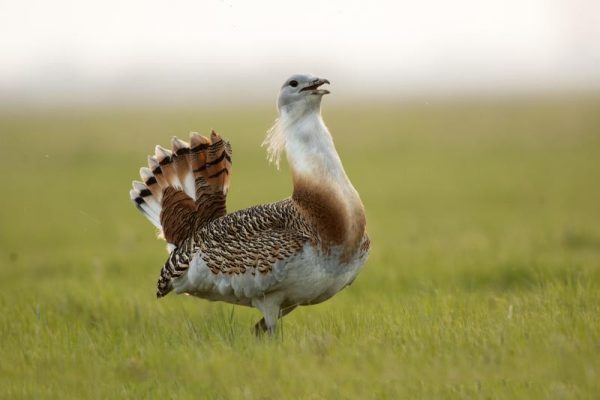 tuzok-rezervatum.jpg tuzok-rezervatum.jpg